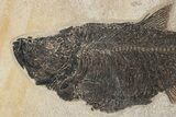 Long Fossil Fish (Diplomystus) - Wyoming #222921-2